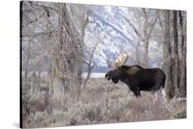 Moose in the Teton Mountains, Grand Teton NP, WYoming-Howie Garber-Stretched Canvas