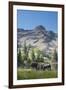 Moose in Uintah Wasatch Cache National Forest, Utah-Howie Garber-Framed Photographic Print