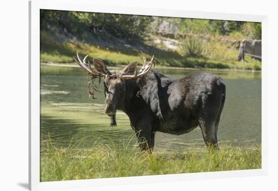 Moose in Uintah Wasatch Cache National Forest, Utah-Howie Garber-Framed Photographic Print