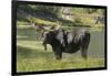 Moose in Uintah Wasatch Cache National Forest, Utah-Howie Garber-Framed Photographic Print