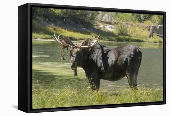 Moose in Uintah Wasatch Cache National Forest, Utah-Howie Garber-Framed Stretched Canvas