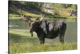 Moose in Uintah Wasatch Cache National Forest, Utah-Howie Garber-Stretched Canvas
