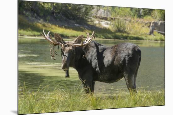 Moose in Uintah Wasatch Cache National Forest, Utah-Howie Garber-Mounted Premium Photographic Print