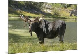 Moose in Uintah Wasatch Cache National Forest, Utah-Howie Garber-Mounted Premium Photographic Print