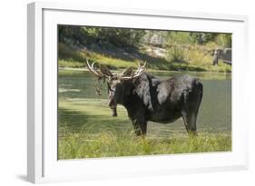 Moose in Uintah Wasatch Cache National Forest, Utah-Howie Garber-Framed Photographic Print