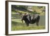 Moose in Uintah Wasatch Cache National Forest, Utah-Howie Garber-Framed Photographic Print