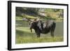 Moose in Uintah Wasatch Cache National Forest, Utah-Howie Garber-Framed Photographic Print