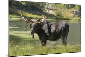 Moose in Uintah Wasatch Cache National Forest, Utah-Howie Garber-Mounted Photographic Print