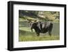 Moose in Uintah Wasatch Cache National Forest, Utah-Howie Garber-Framed Photographic Print