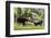 Moose in Uintah Wasatch Cache National Forest, Utah-Howie Garber-Framed Photographic Print