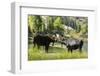 Moose in Uintah Wasatch Cache National Forest, Utah-Howie Garber-Framed Photographic Print