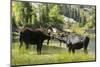 Moose in Uintah Wasatch Cache National Forest, Utah-Howie Garber-Mounted Photographic Print