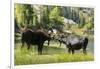 Moose in Uintah Wasatch Cache National Forest, Utah-Howie Garber-Framed Premium Photographic Print