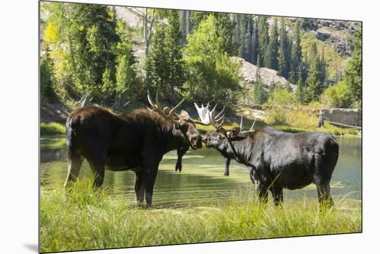 Moose in Uintah Wasatch Cache National Forest, Utah-Howie Garber-Mounted Premium Photographic Print