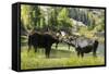 Moose in Uintah Wasatch Cache National Forest, Utah-Howie Garber-Framed Stretched Canvas