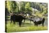 Moose in Uintah Wasatch Cache National Forest, Utah-Howie Garber-Stretched Canvas