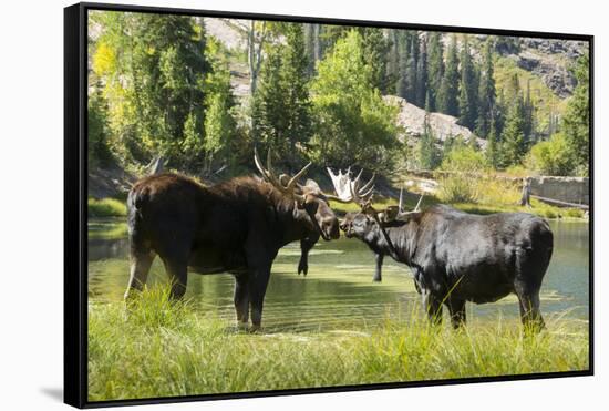 Moose in Uintah Wasatch Cache National Forest, Utah-Howie Garber-Framed Stretched Canvas