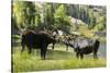 Moose in Uintah Wasatch Cache National Forest, Utah-Howie Garber-Stretched Canvas