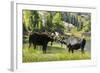 Moose in Uintah Wasatch Cache National Forest, Utah-Howie Garber-Framed Photographic Print