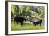 Moose in Uintah Wasatch Cache National Forest, Utah-Howie Garber-Framed Photographic Print