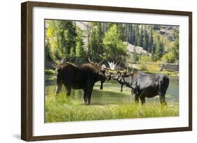 Moose in Uintah Wasatch Cache National Forest, Utah-Howie Garber-Framed Photographic Print