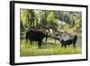 Moose in Uintah Wasatch Cache National Forest, Utah-Howie Garber-Framed Photographic Print