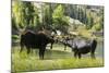 Moose in Uintah Wasatch Cache National Forest, Utah-Howie Garber-Mounted Photographic Print