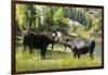 Moose in Uintah Wasatch Cache National Forest, Utah-Howie Garber-Framed Photographic Print