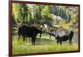 Moose in Uintah Wasatch Cache National Forest, Utah-Howie Garber-Framed Photographic Print