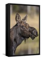 Moose in Watering Hole, Grand Teton National Park, Wyoming, USA-Tom Norring-Framed Stretched Canvas