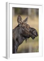 Moose in Watering Hole, Grand Teton National Park, Wyoming, USA-Tom Norring-Framed Photographic Print