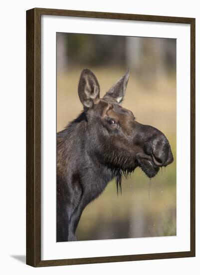 Moose in Watering Hole, Grand Teton National Park, Wyoming, USA-Tom Norring-Framed Photographic Print