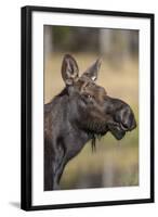 Moose in Watering Hole, Grand Teton National Park, Wyoming, USA-Tom Norring-Framed Photographic Print