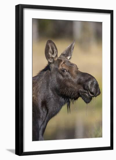 Moose in Watering Hole, Grand Teton National Park, Wyoming, USA-Tom Norring-Framed Photographic Print