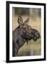 Moose in Watering Hole, Grand Teton National Park, Wyoming, USA-Tom Norring-Framed Photographic Print