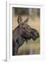 Moose in Watering Hole, Grand Teton National Park, Wyoming, USA-Tom Norring-Framed Photographic Print