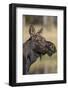 Moose in Watering Hole, Grand Teton National Park, Wyoming, USA-Tom Norring-Framed Photographic Print