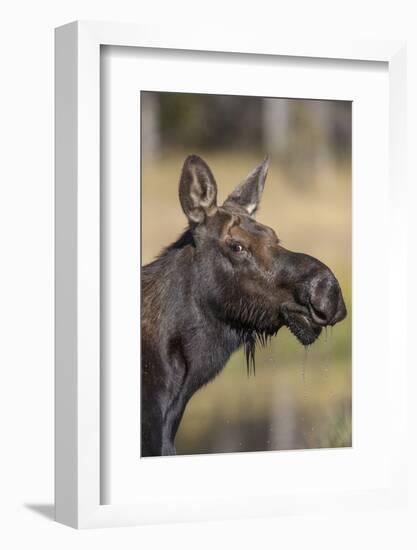Moose in Watering Hole, Grand Teton National Park, Wyoming, USA-Tom Norring-Framed Photographic Print