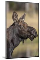 Moose in Watering Hole, Grand Teton National Park, Wyoming, USA-Tom Norring-Mounted Photographic Print