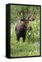 Moose in Wildflowers, Little Cottonwood Canyon, Wasatch-Cache Nf, Utah-Howie Garber-Framed Stretched Canvas