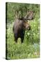 Moose in Wildflowers, Little Cottonwood Canyon, Wasatch-Cache Nf, Utah-Howie Garber-Stretched Canvas