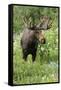 Moose in Wildflowers, Little Cottonwood Canyon, Wasatch-Cache Nf, Utah-Howie Garber-Framed Stretched Canvas