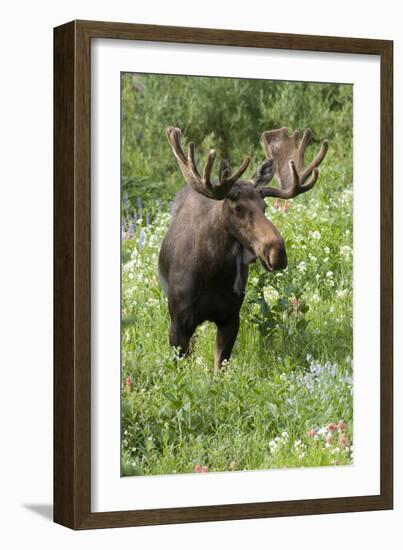 Moose in Wildflowers, Little Cottonwood Canyon, Wasatch-Cache Nf, Utah-Howie Garber-Framed Photographic Print