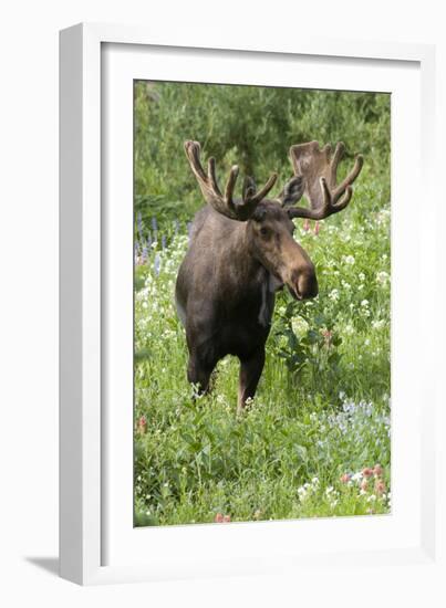 Moose in Wildflowers, Little Cottonwood Canyon, Wasatch-Cache Nf, Utah-Howie Garber-Framed Photographic Print