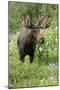 Moose in Wildflowers, Little Cottonwood Canyon, Wasatch-Cache Nf, Utah-Howie Garber-Mounted Photographic Print
