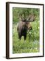 Moose in Wildflowers, Little Cottonwood Canyon, Wasatch-Cache Nf, Utah-Howie Garber-Framed Photographic Print