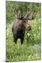Moose in Wildflowers, Little Cottonwood Canyon, Wasatch-Cache Nf, Utah-Howie Garber-Mounted Photographic Print