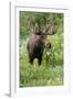 Moose in Wildflowers, Little Cottonwood Canyon, Wasatch-Cache Nf, Utah-Howie Garber-Framed Photographic Print