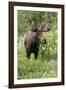 Moose in Wildflowers, Little Cottonwood Canyon, Wasatch-Cache Nf, Utah-Howie Garber-Framed Photographic Print