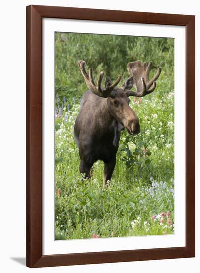 Moose in Wildflowers, Little Cottonwood Canyon, Wasatch-Cache Nf, Utah-Howie Garber-Framed Photographic Print